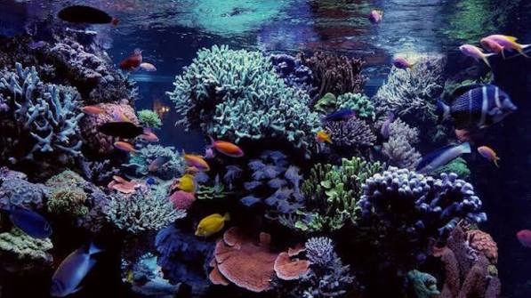 Aquarium Business in Nepal
